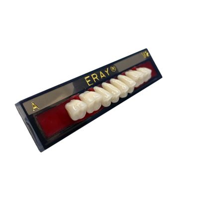 Dents Postérieures Maxi. Eray #M2, C4 - Plaquette De 8