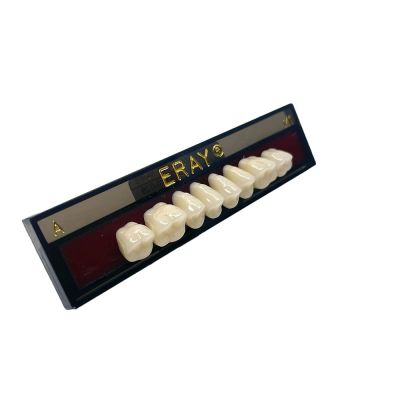 Dents Postérieures Maxi. Eray #M1, D2 - Plaquette De 8