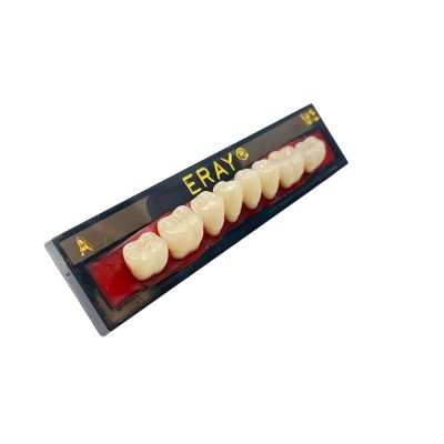 Dents Postérieures Mand. Eray #M3, D2 - Plaquette De 8