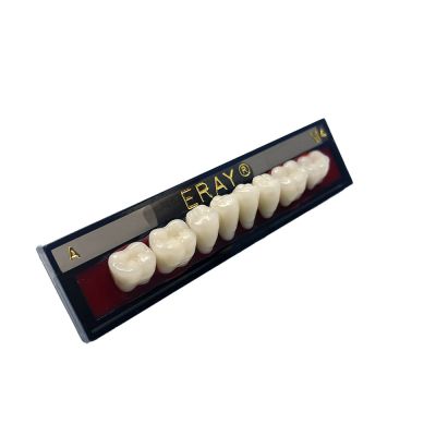 Dents Postérieures Mand. Eray #M4, D4 - Plaquette De 8